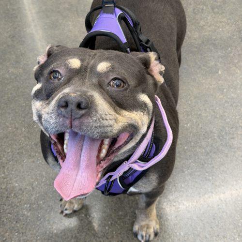 Enlarge Liz, a Adoptable mixed breed in Georgetown, KY image 4/5