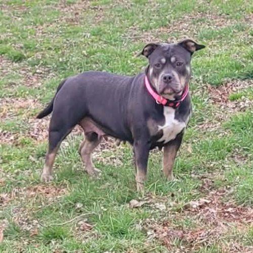 Enlarge Liz, a Adoptable mixed breed in Georgetown, KY image 5/5