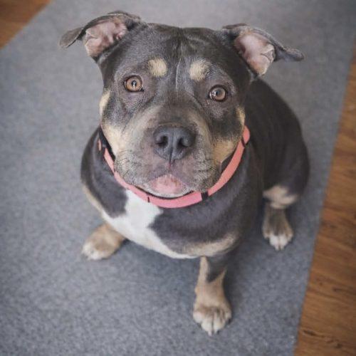 Liz, a Adoptable mixed breed in Georgetown, KY image 5/5