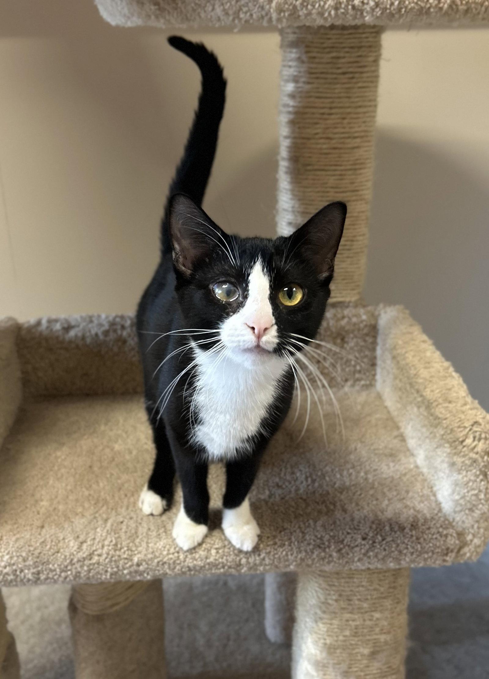 Enlarge Aviva, a Adoptable Domestic Short Hair in Arlington, VT image 1/1