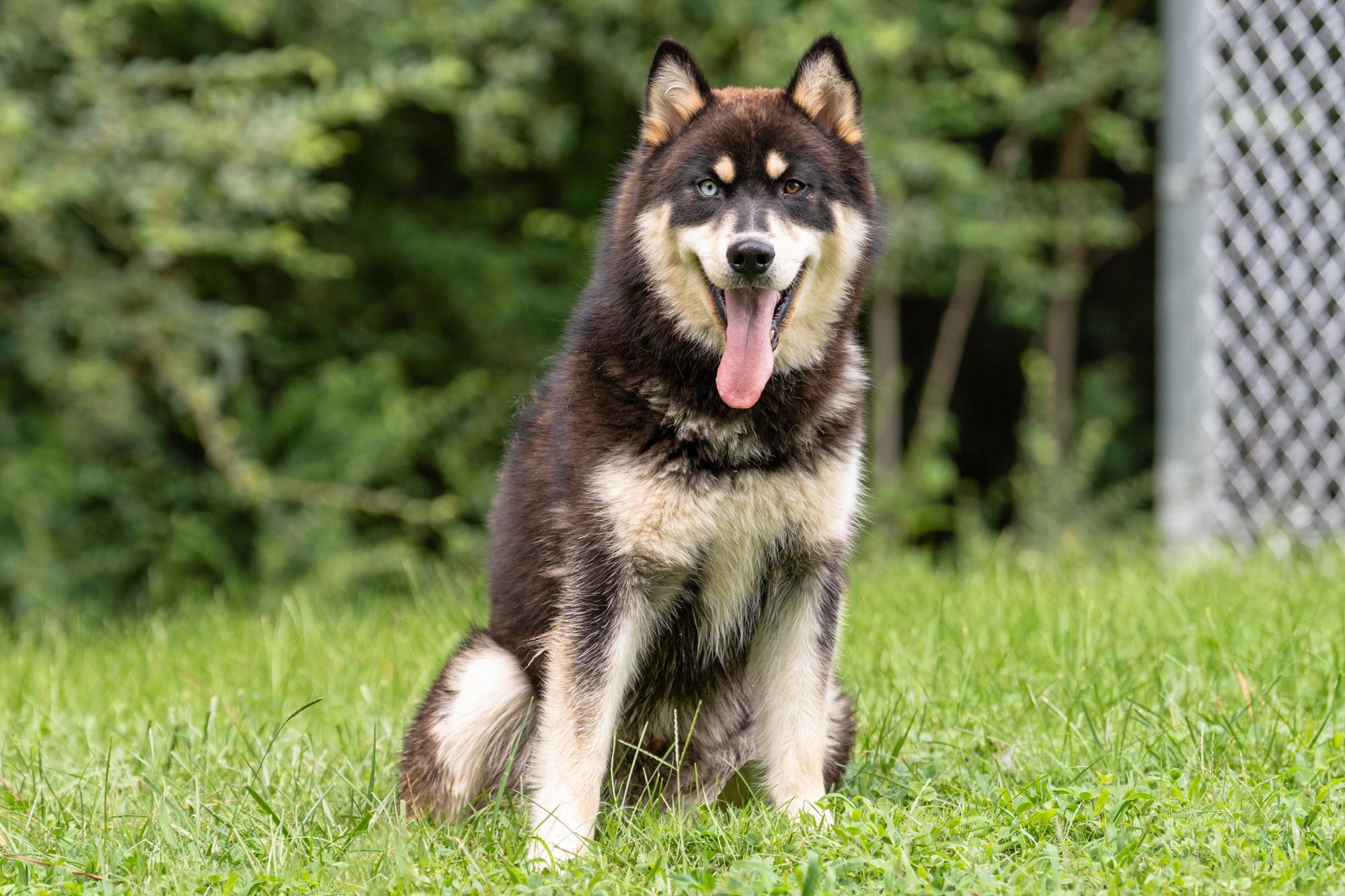 Coyote, a ADOPTABLE mixed breed in Ashland, VA image 5/5