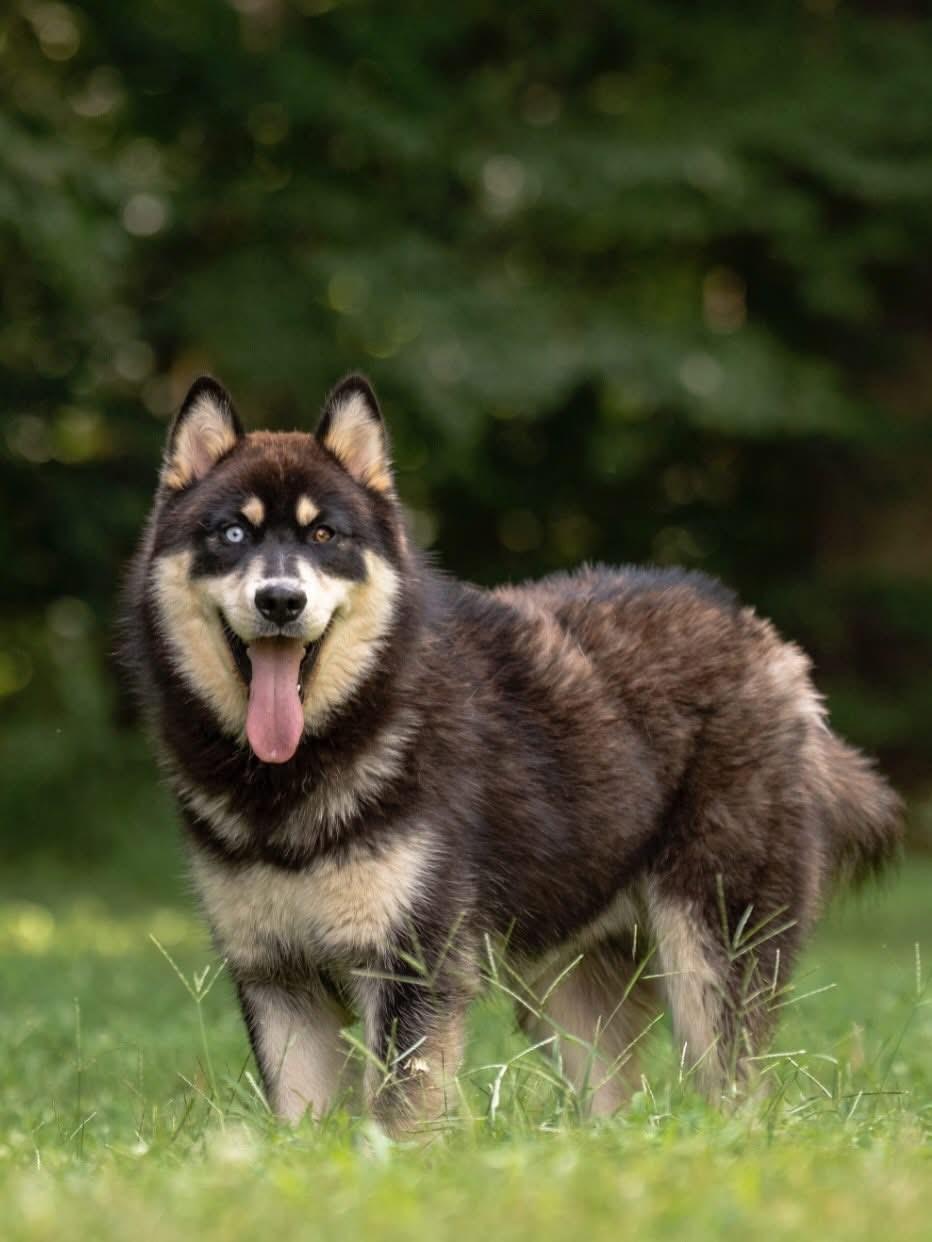 Coyote, ADOPTABLE, Young Male Australian Shepherd & Husky.