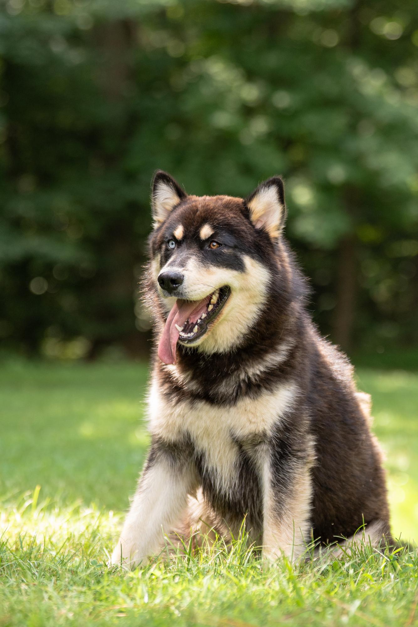 Coyote, a ADOPTABLE mixed breed in Ashland, VA image 2/5