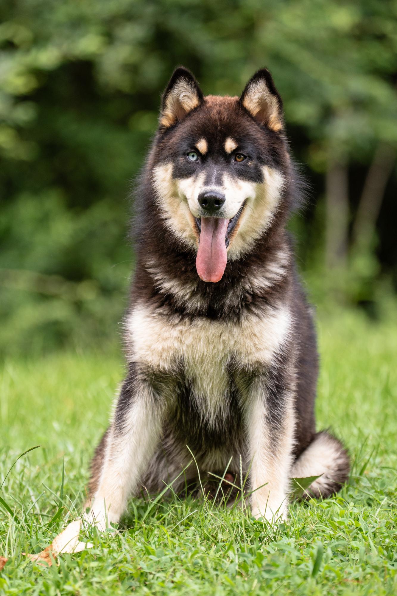 Coyote, a ADOPTABLE mixed breed in Ashland, VA image 4/5