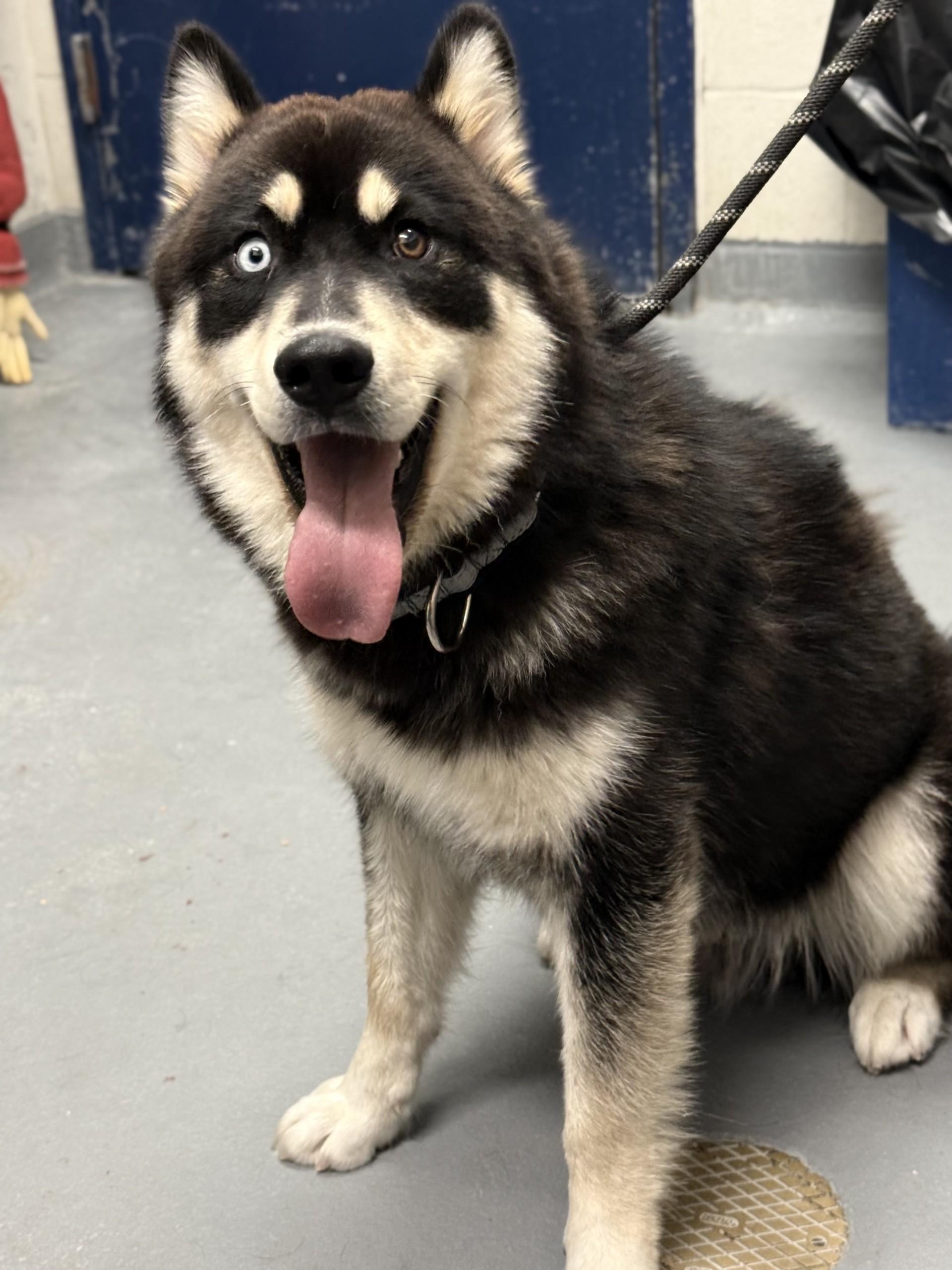 Coyote, ADOPTABLE, Young Male Australian Shepherd & Husky.