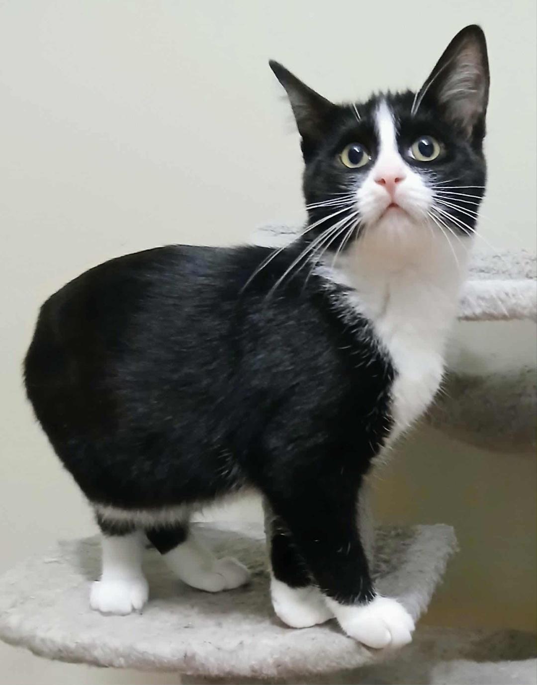 Marnie, ADOPTABLE, Kitten Female Domestic Short Hair.