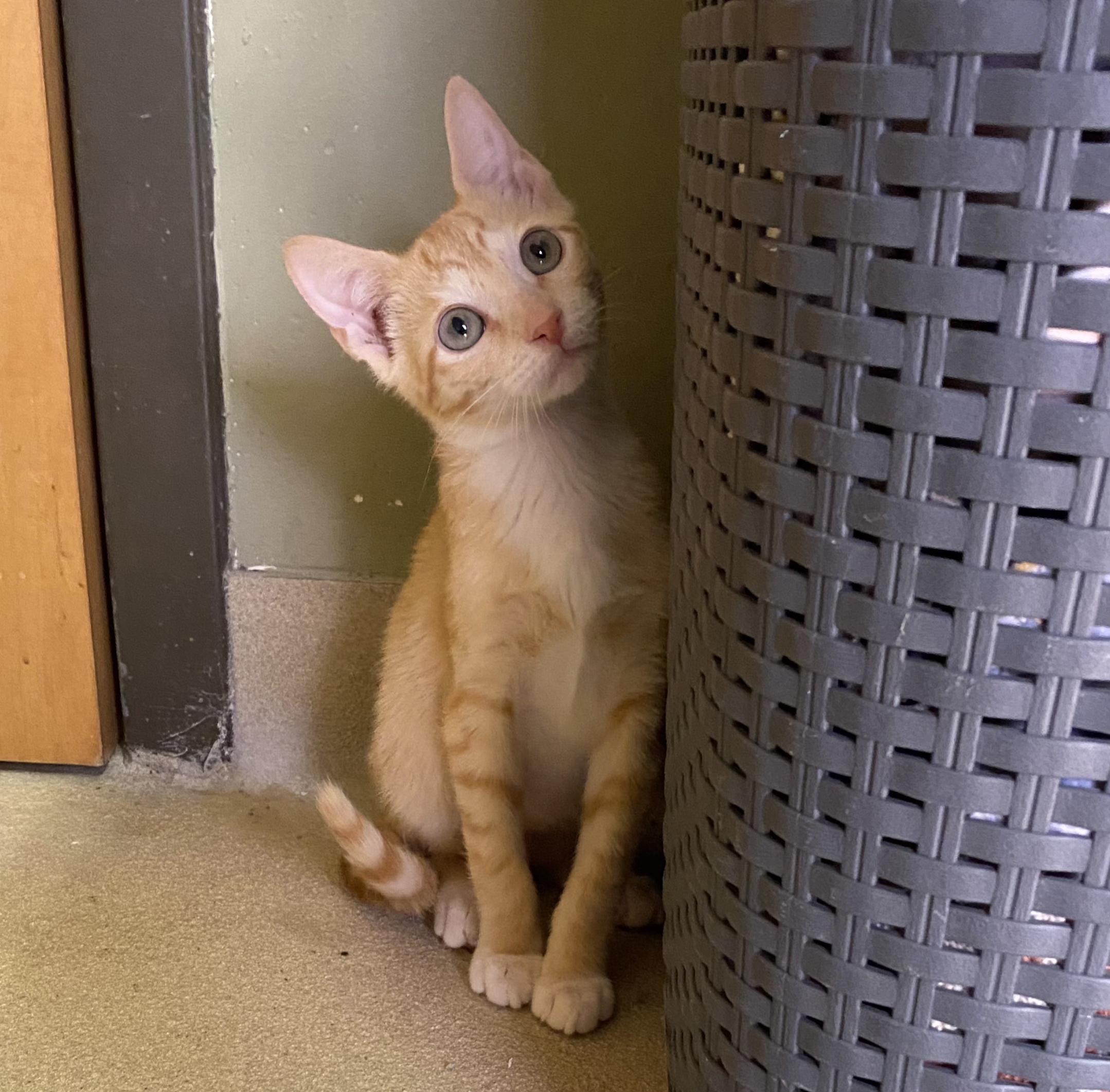 What House Temp is Too Cold for Cats: Essential Comfort Guide