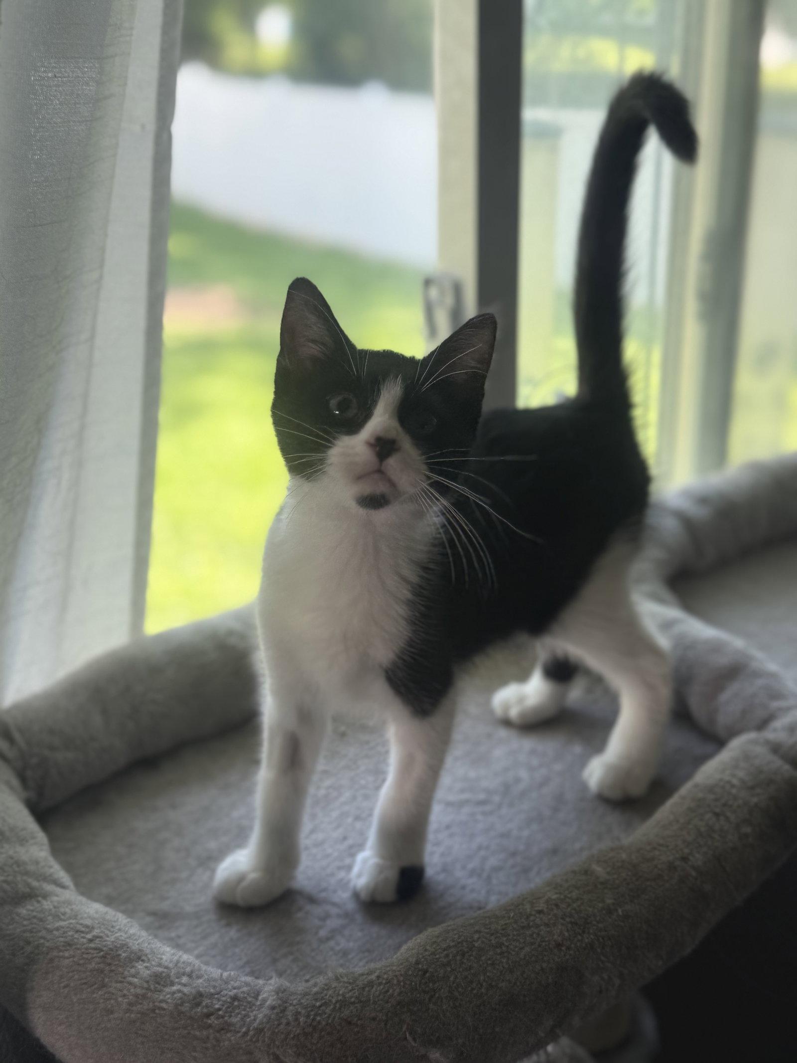 Enlarge Thelma, a Adoptable Tuxedo in Fenton, MO image 1/1