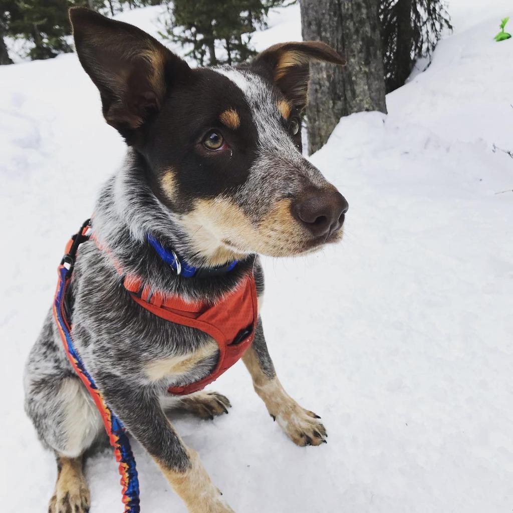Koda (Furever Foster), Adoptable, Adult Male Australian Cattle Dog / Blue Heeler.