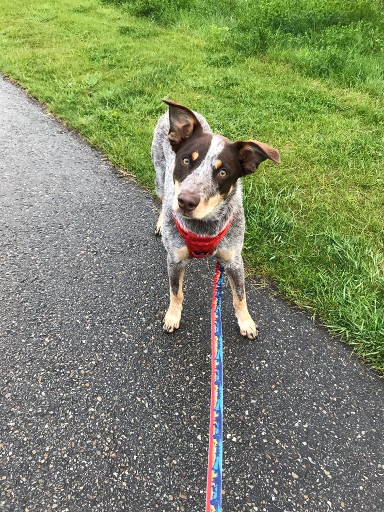 Enlarge Koda (Furever Foster), a Adoptable Australian Cattle Dog / Blue Heeler in Didsbury, AB image 4/5