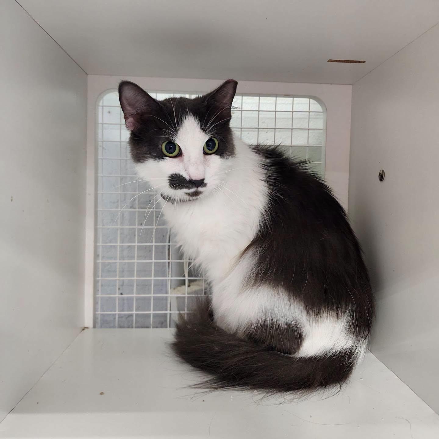 Mistletoe, ADOPTABLE, Adult Female Domestic Long Hair.