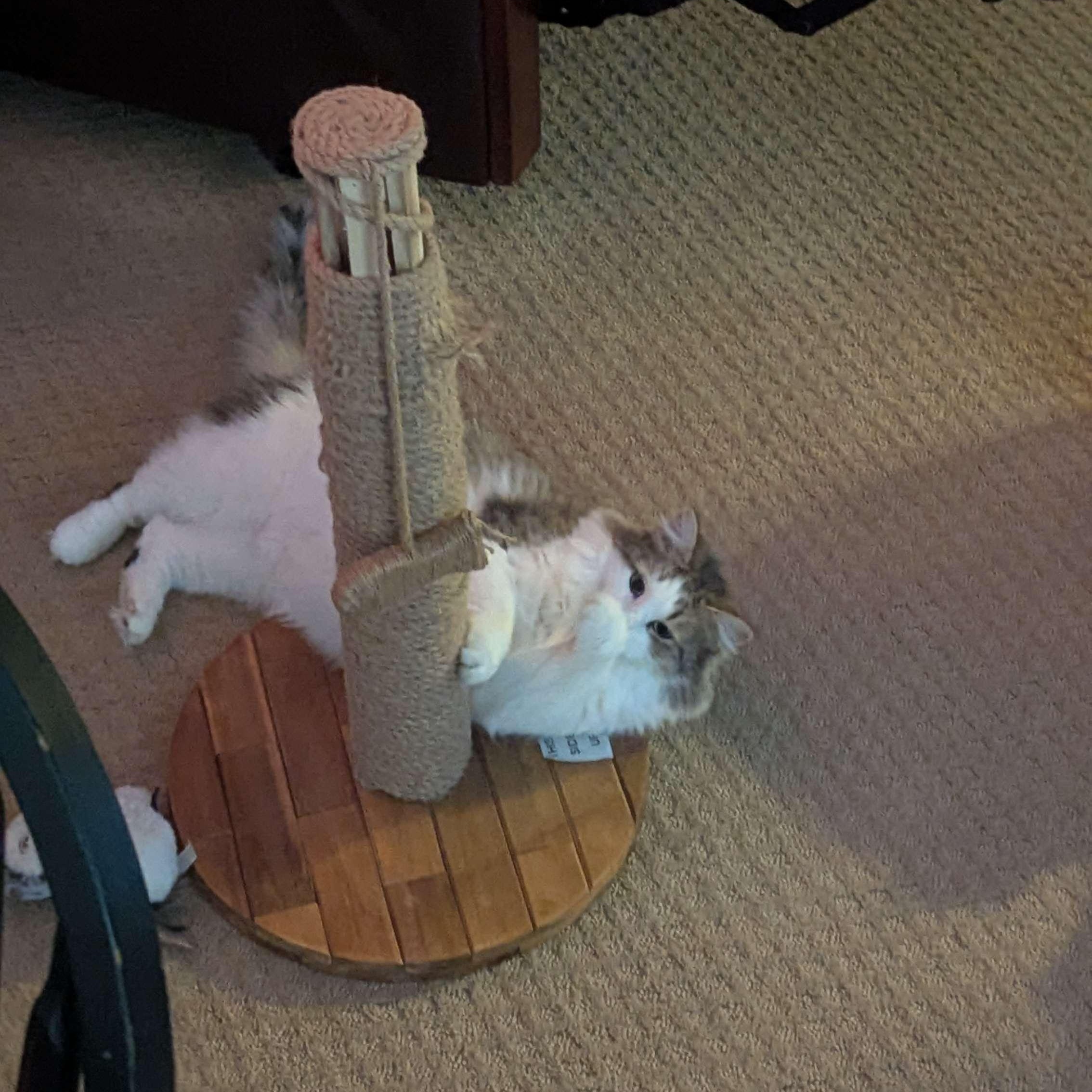 Enlarge Rosie, a ADOPTABLE Domestic Medium Hair in Weehawken, NJ image 6/6