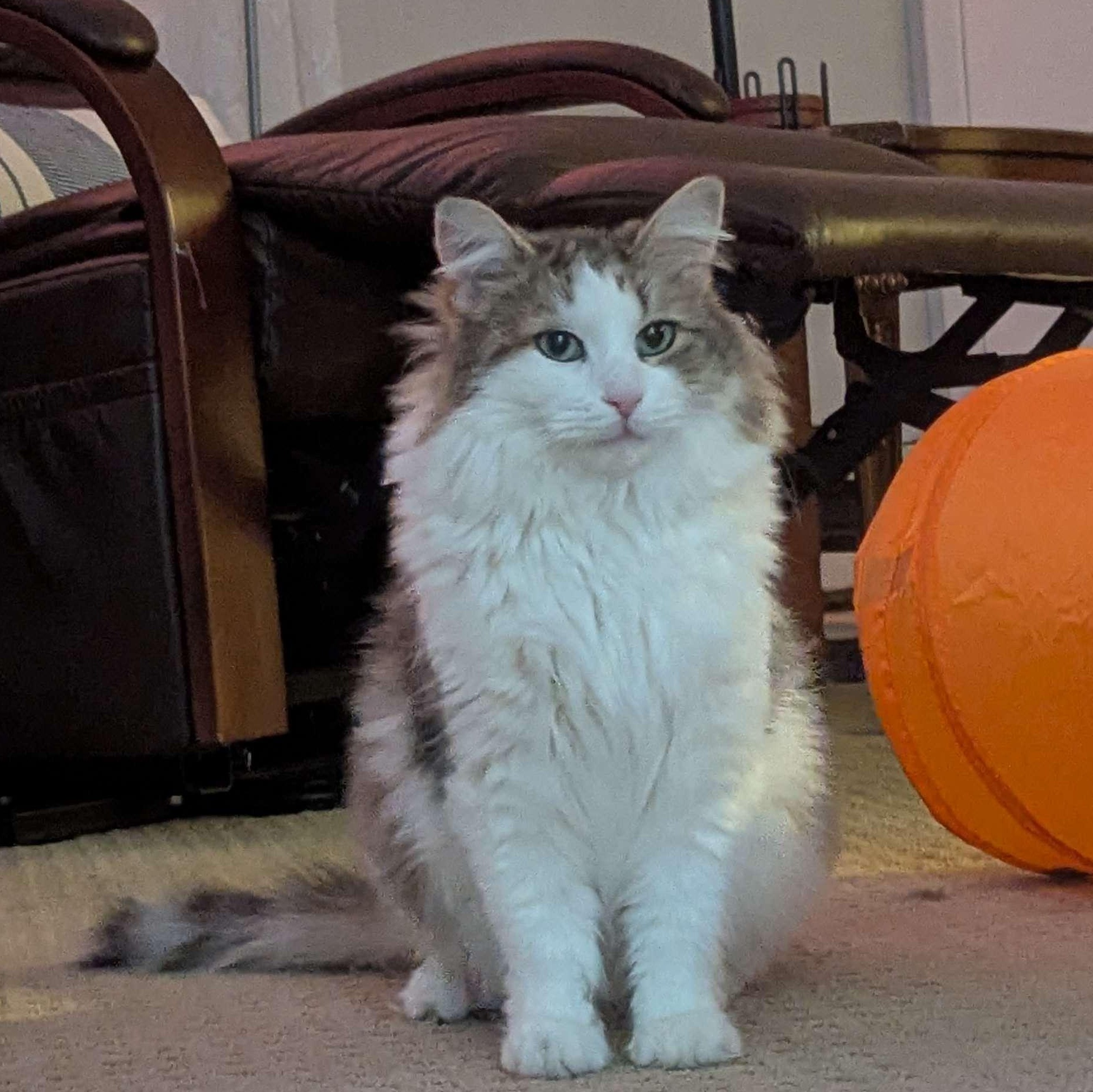 Enlarge Rosie, a ADOPTABLE Domestic Medium Hair in Weehawken, NJ image 1/6