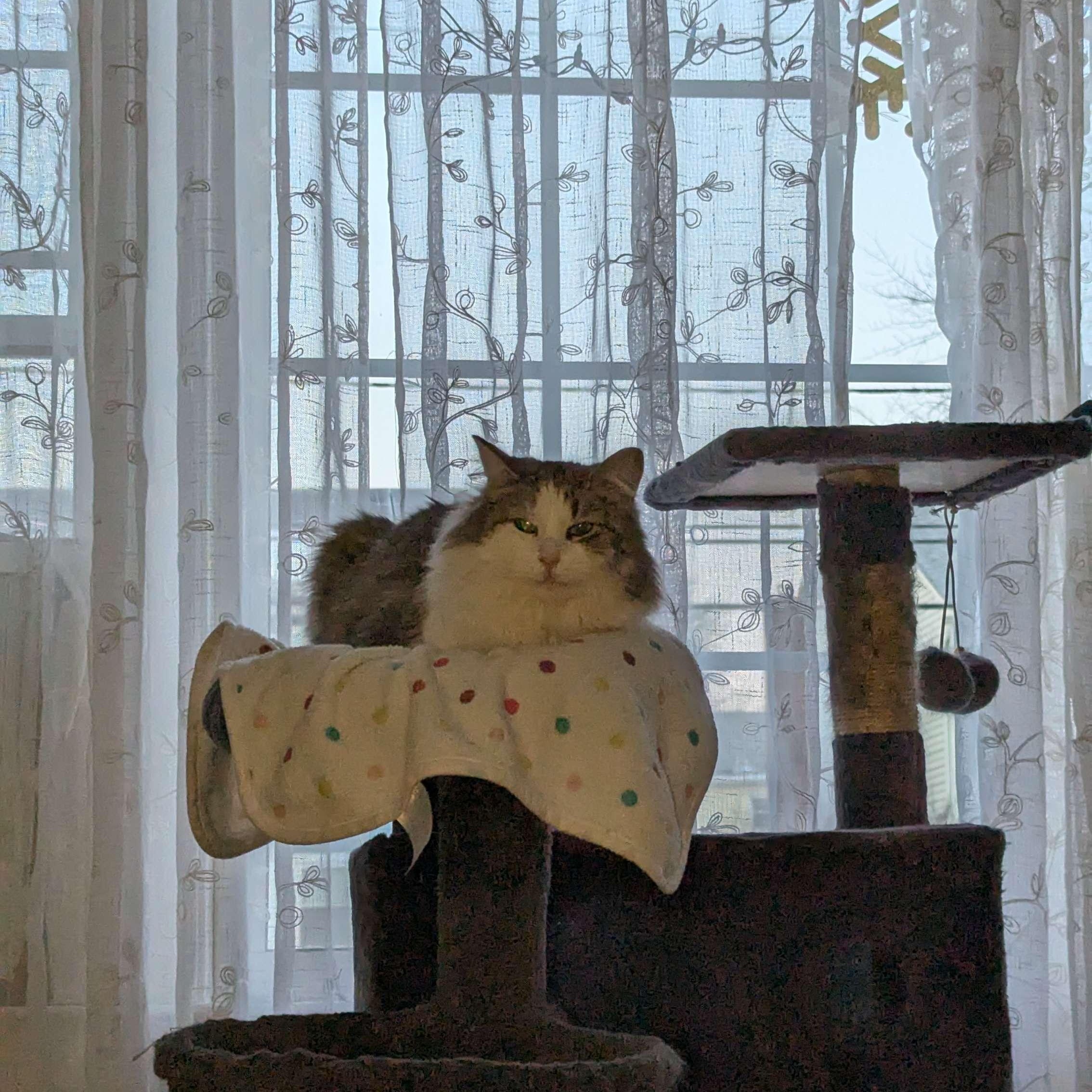 Enlarge Rosie, a ADOPTABLE Domestic Medium Hair in Weehawken, NJ image 3/6