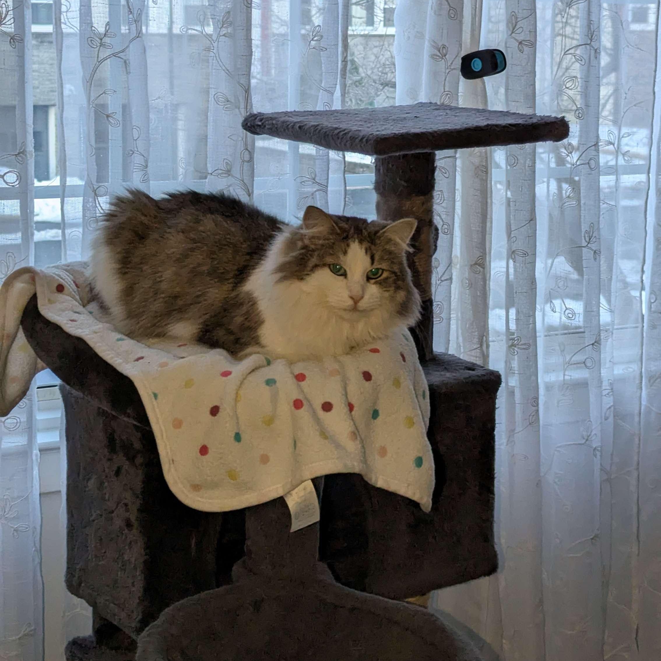 Enlarge Rosie, a ADOPTABLE Domestic Medium Hair in Weehawken, NJ image 5/6