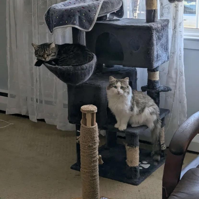 Enlarge Rosie, a ADOPTABLE Domestic Medium Hair in Weehawken, NJ image 2/6