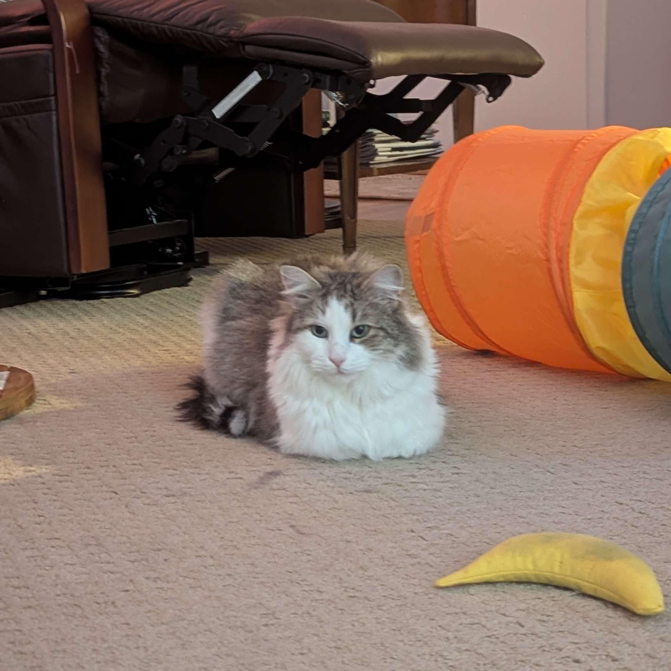 Enlarge Rosie, a ADOPTABLE Domestic Medium Hair in Weehawken, NJ image 4/6