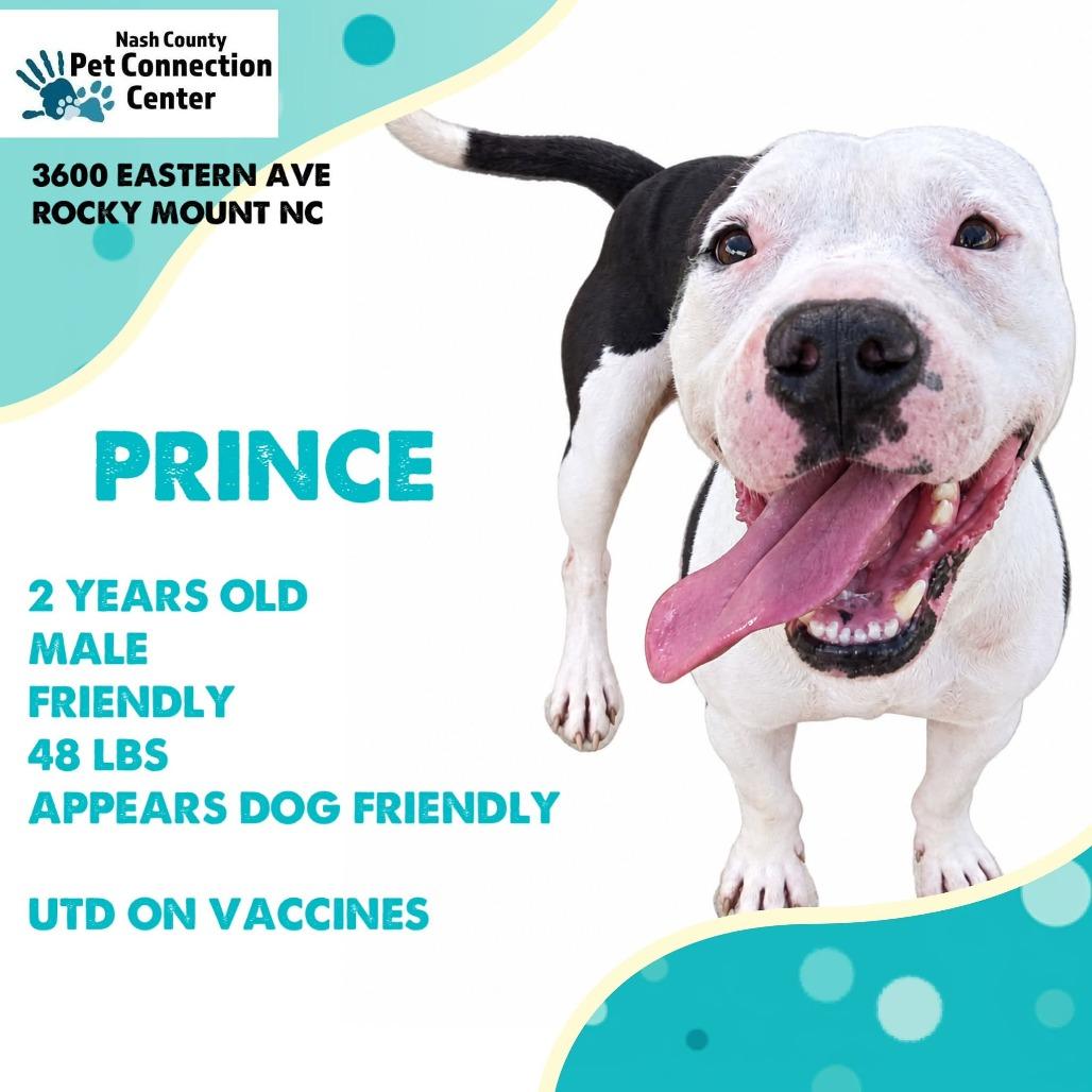 Enlarge PRINCE  Available NOW - ADOPTION or RESCUE!, a Adoptable mixed breed in Nashville, NC image 1/1