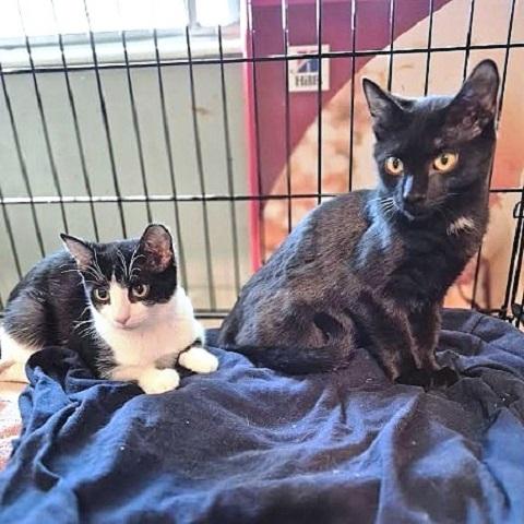 Magic, Adoptable, Kitten Male Domestic Short Hair.