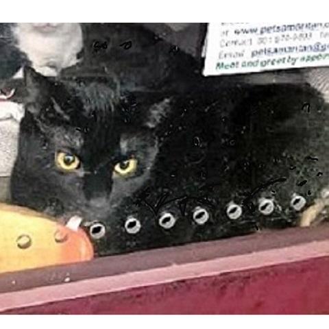 Magic, Adoptable, Kitten Male Domestic Short Hair.