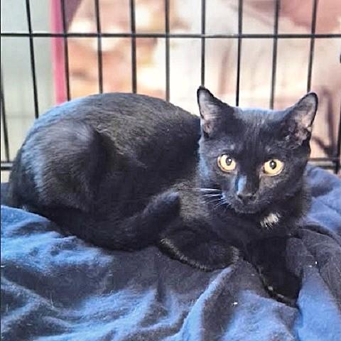 Magic, a Adoptable Domestic Short Hair in Salt Lake City, UT image 1/3