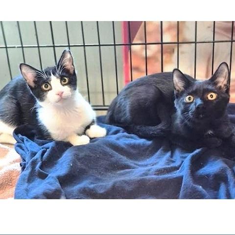 Magic, an adoptable Domestic Short Hair in Salt Lake City, UT, 84109 | Photo Image 3