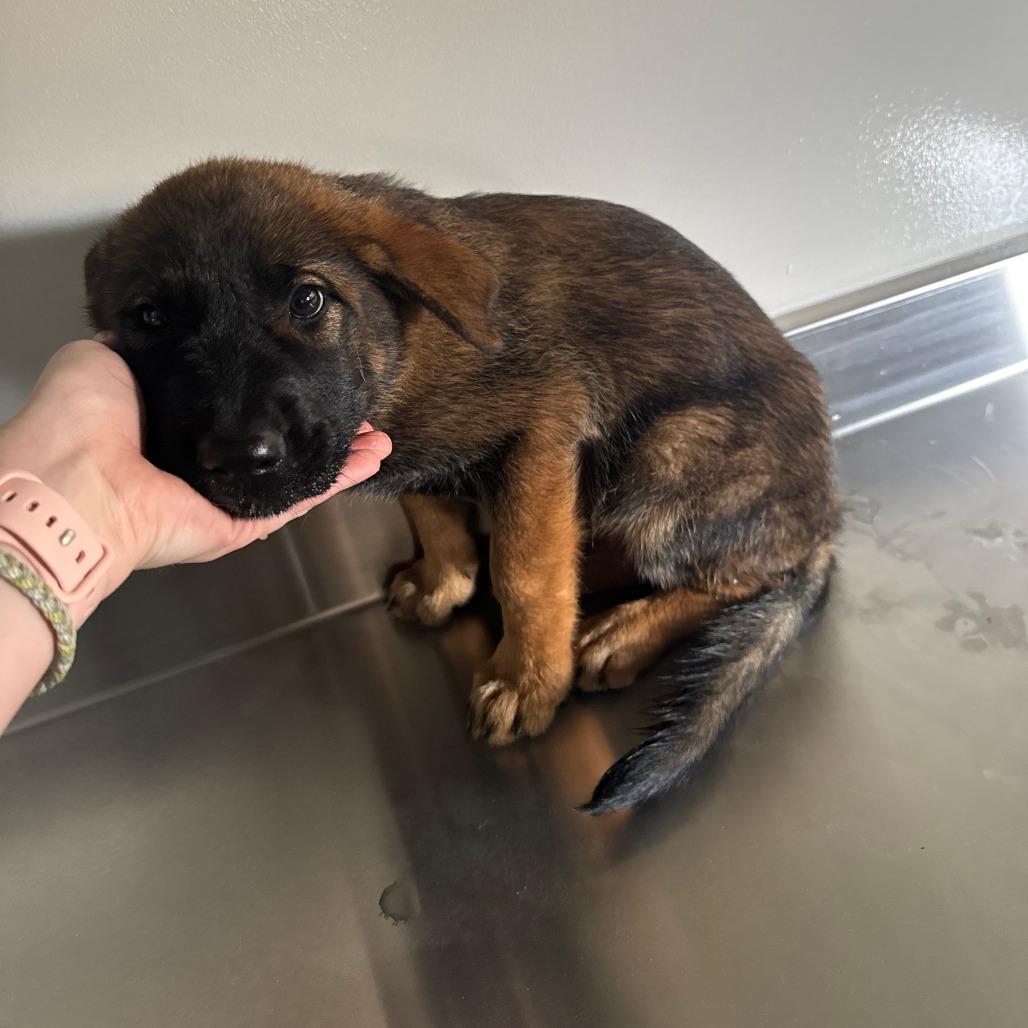 Myrta, a Adoptable mixed breed in Kerrville, TX image 2/5