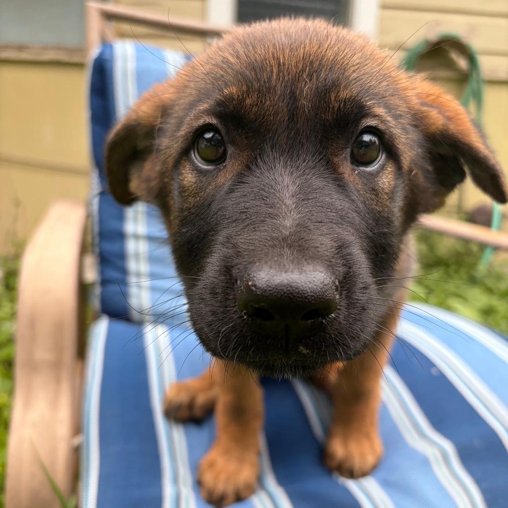 Myrta, a Adoptable mixed breed in Kerrville, TX image 3/5