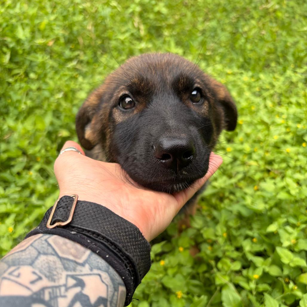 Myrta, a Adoptable mixed breed in Kerrville, TX image 4/5