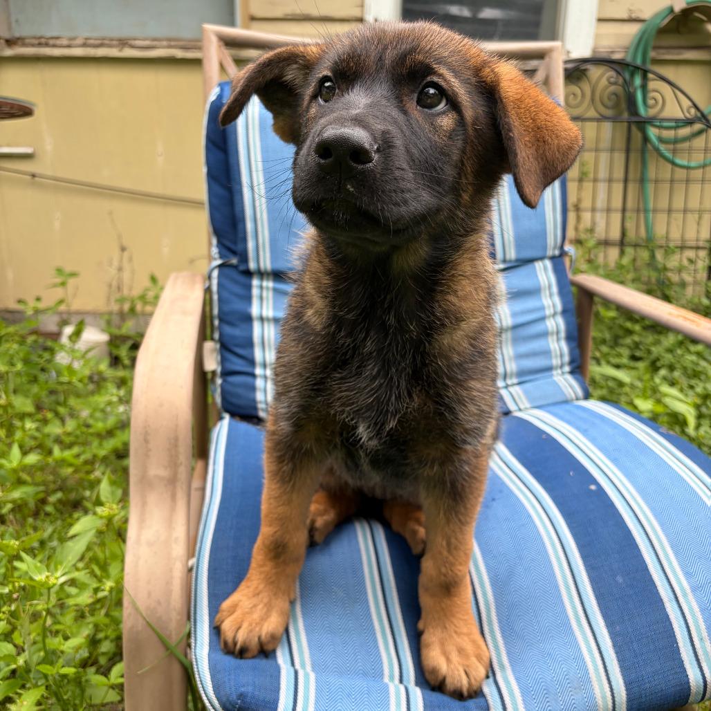 Myrta, a Adoptable mixed breed in Kerrville, TX image 5/5