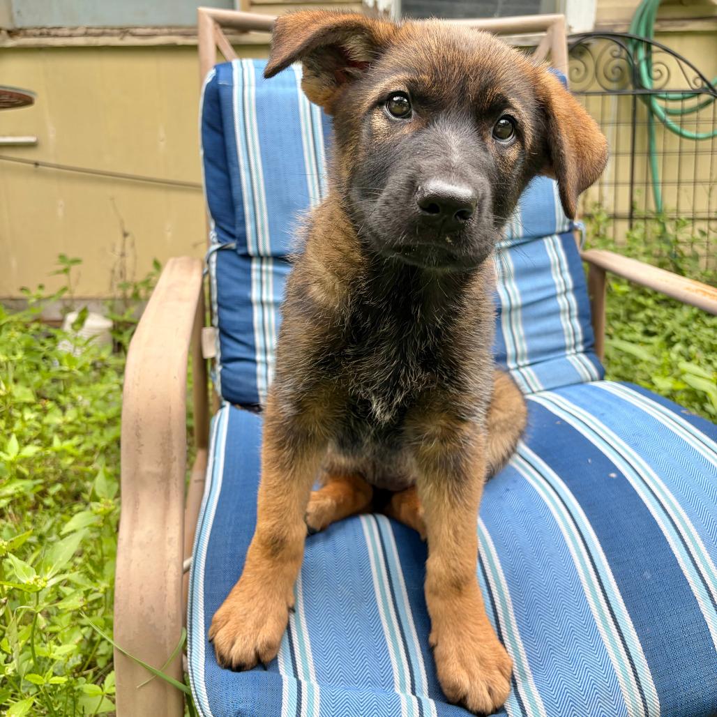Myrta, a Adoptable mixed breed in Kerrville, TX image 1/5