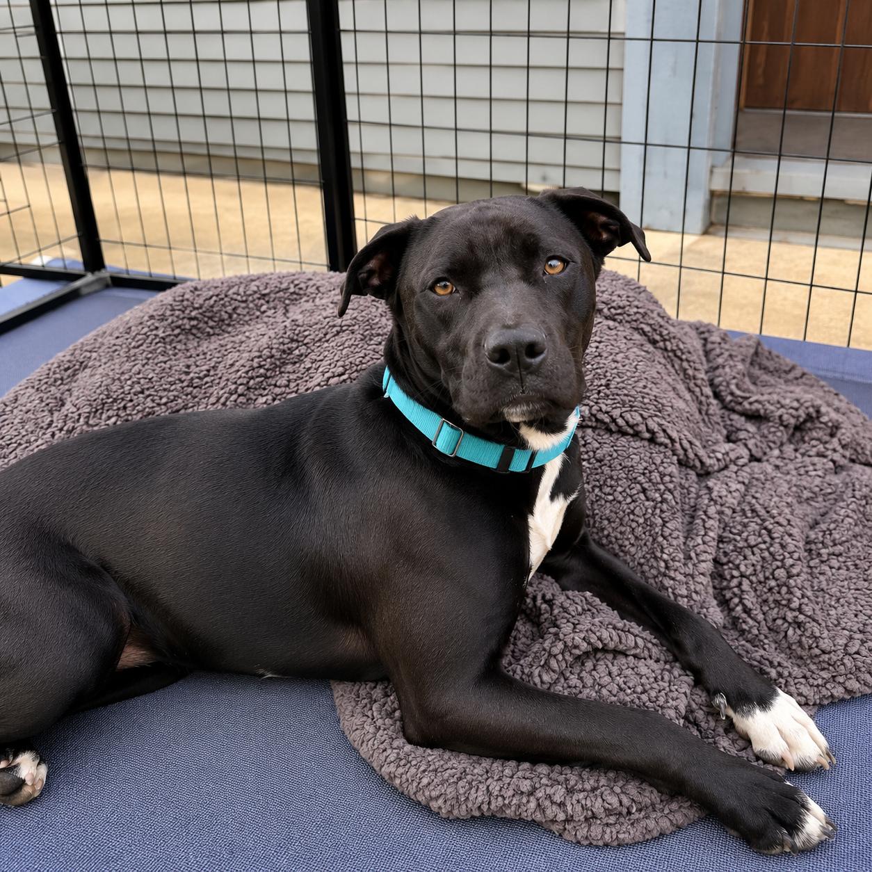 Enlarge Venus , a ADOPTABLE mixed breed in Lodi, CA image 3/6