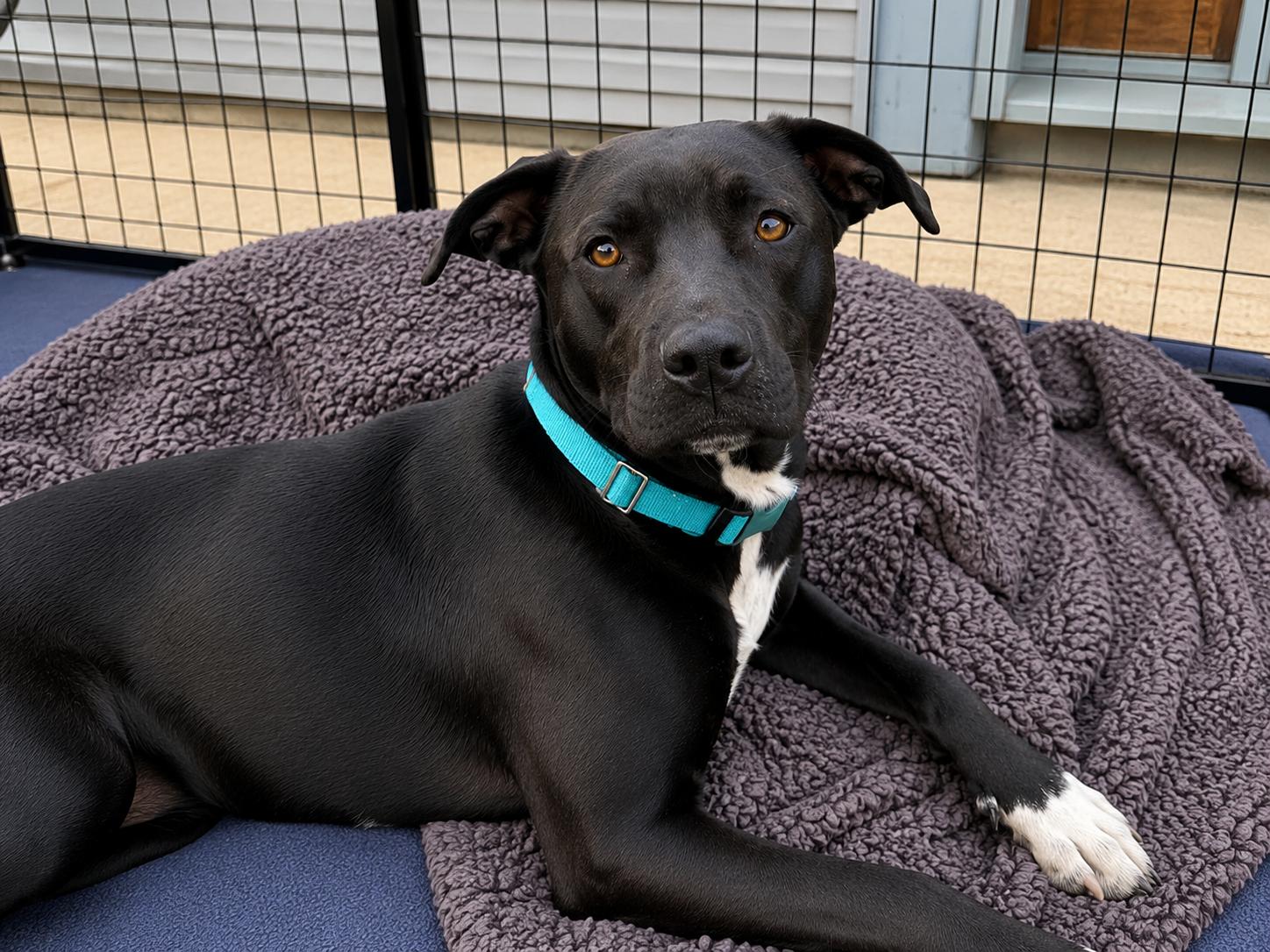 Enlarge Venus , a ADOPTABLE mixed breed in Lodi, CA image 6/6