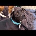 Enlarge Venus , a ADOPTABLE mixed breed in Lodi, CA image 2/6