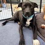 Venus , ADOPTABLE, Puppy Female Staffordshire Bull Terrier.