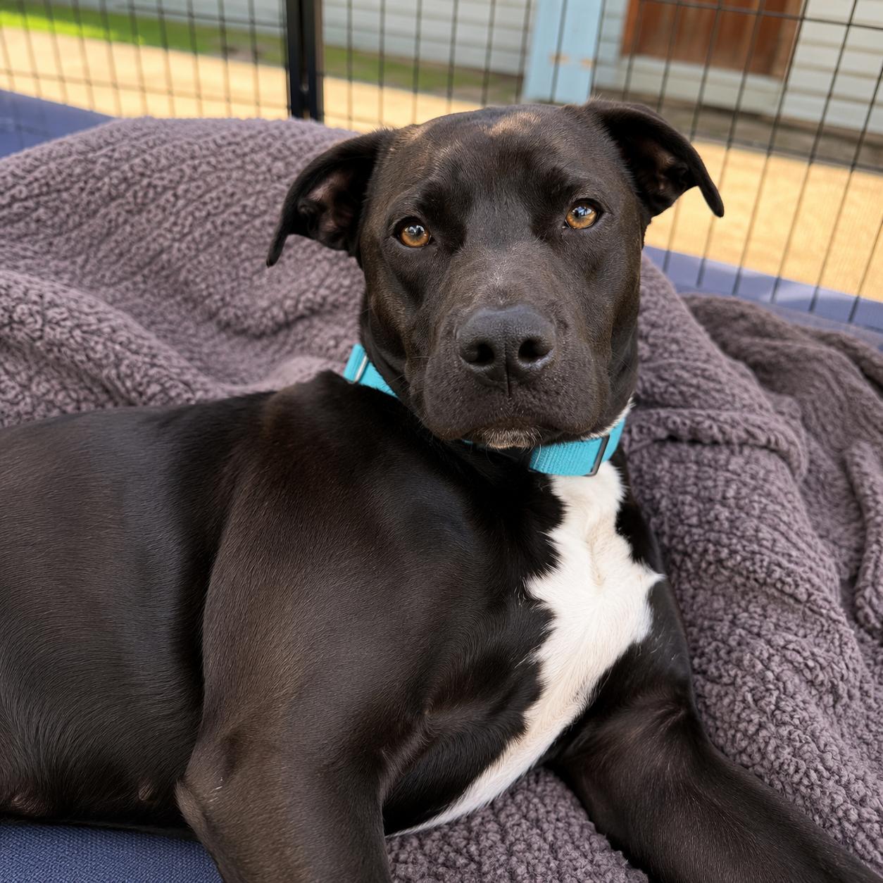 Enlarge Venus , a ADOPTABLE mixed breed in Lodi, CA image 4/6