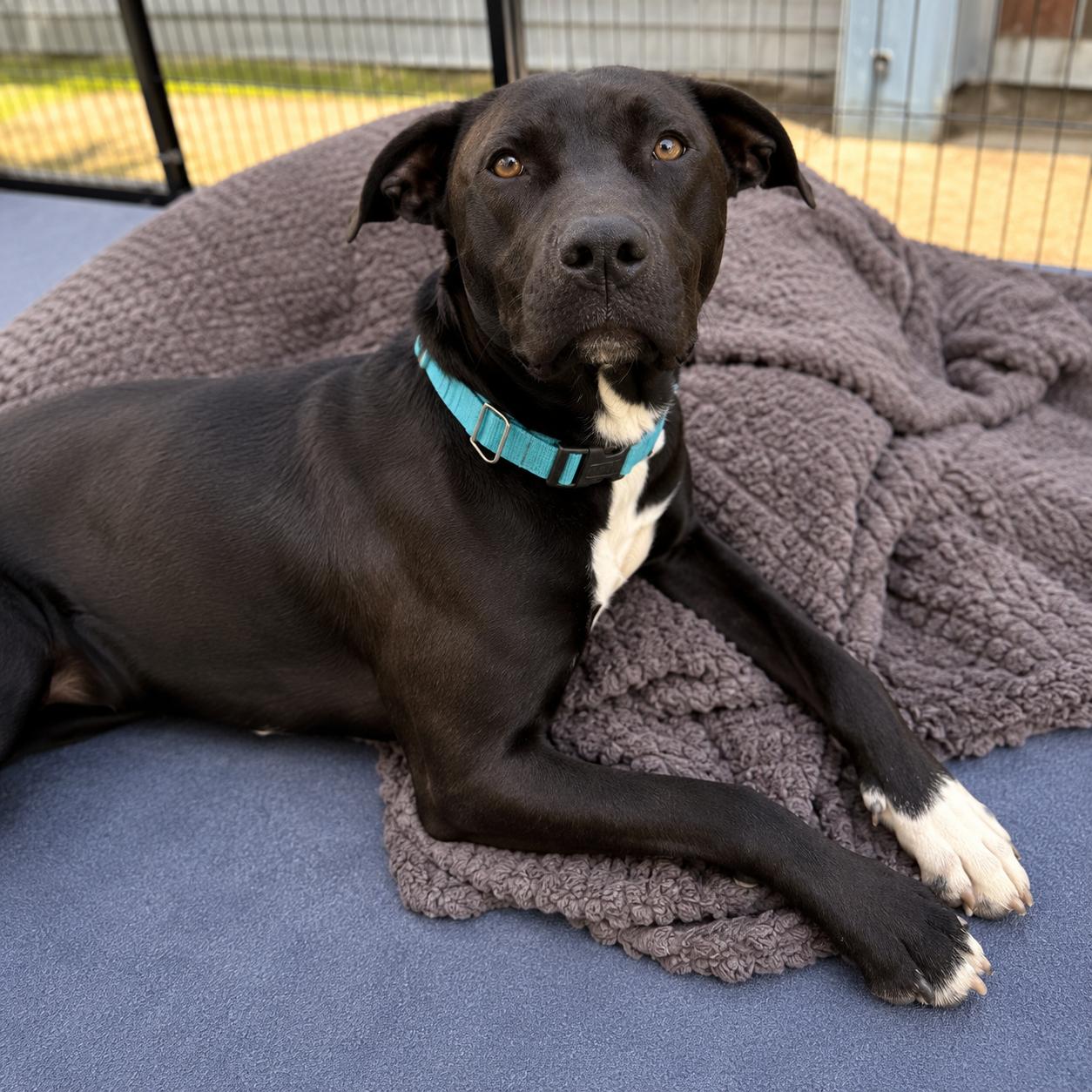 Enlarge Venus , a ADOPTABLE mixed breed in Lodi, CA image 2/6