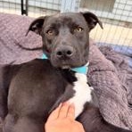 Enlarge Venus , a ADOPTABLE mixed breed in Lodi, CA image 5/6