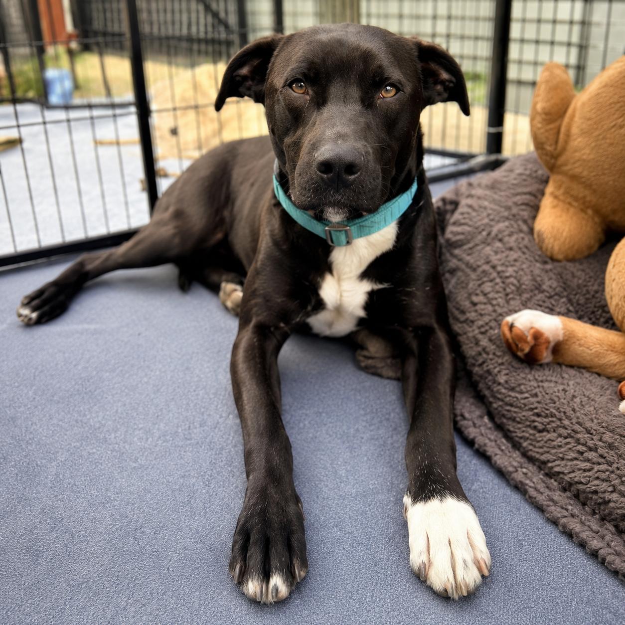 Venus , ADOPTABLE, Puppy Female Staffordshire Bull Terrier.