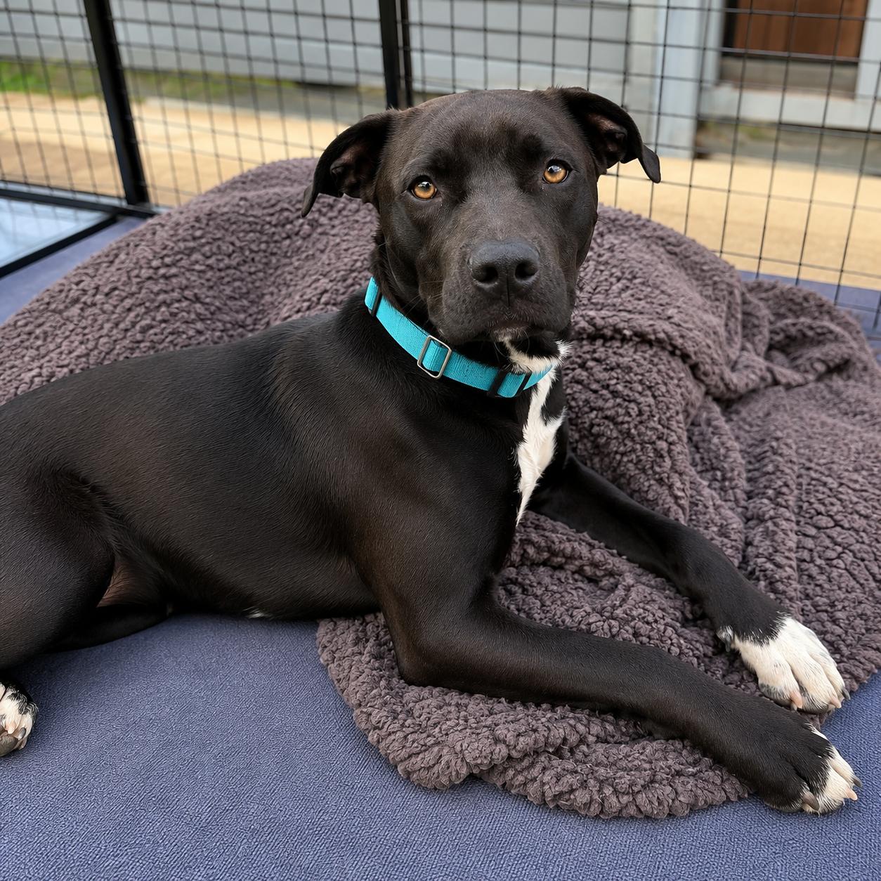 Enlarge Venus , a ADOPTABLE mixed breed in Lodi, CA image 5/6