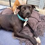 Enlarge Venus , a ADOPTABLE mixed breed in Lodi, CA image 3/6