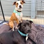 Enlarge Venus , a ADOPTABLE mixed breed in Lodi, CA image 4/6