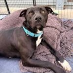 Enlarge Venus , a ADOPTABLE mixed breed in Lodi, CA image 6/6