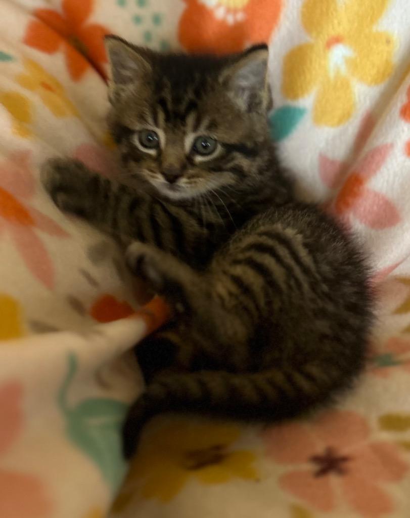Garry, Adoptable, Kitten Male Domestic Short Hair.