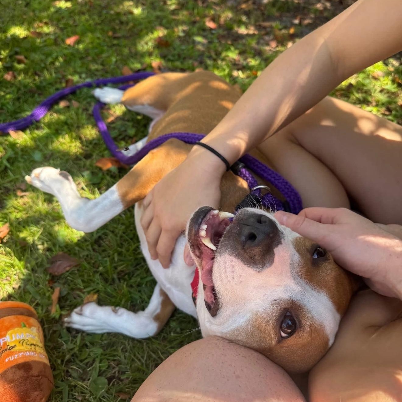 Enlarge Molly: sponsored adoption fee, a Adoptable mixed breed in Conway, SC image 2/5