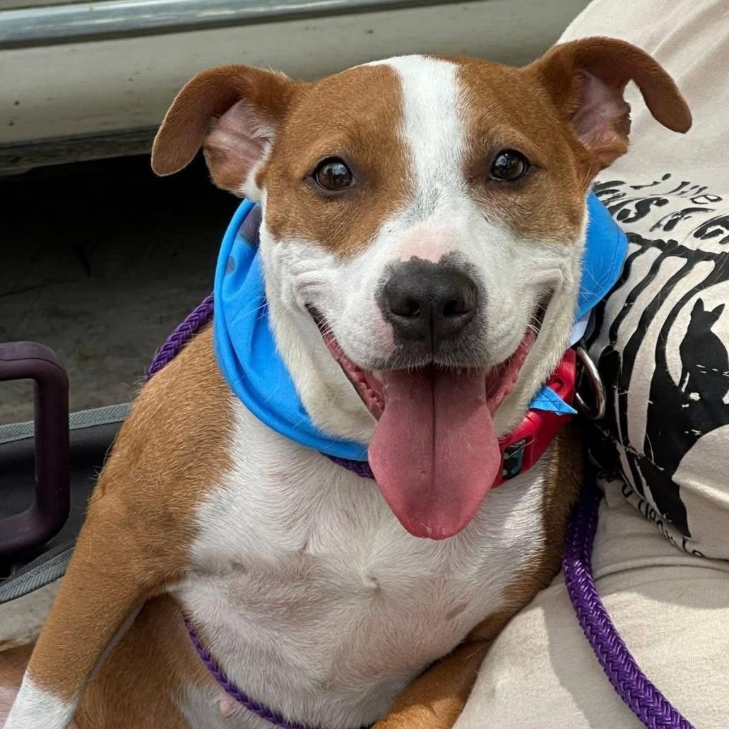 Enlarge Molly: sponsored adoption fee, a Adoptable mixed breed in Conway, SC image 3/5