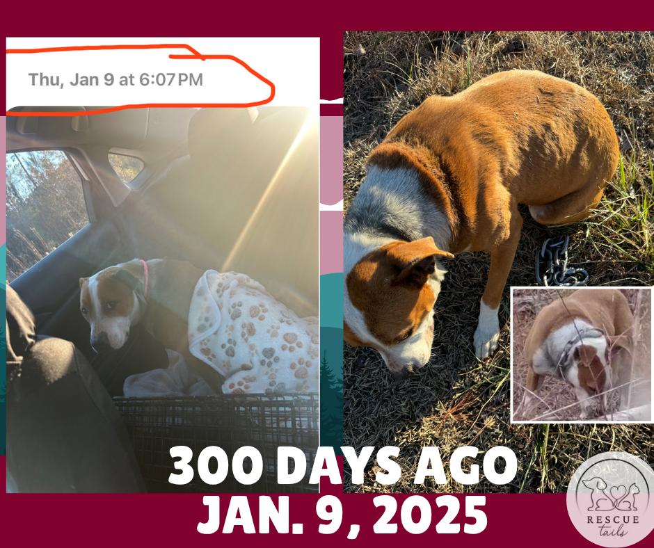 Enlarge Molly: sponsored adoption fee, a Adoptable mixed breed in Conway, SC image 4/5