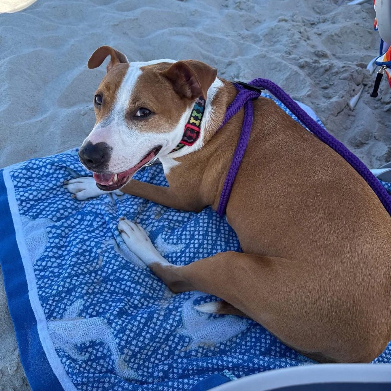 Enlarge Molly: sponsored adoption fee, a Adoptable mixed breed in Conway, SC image 1/5