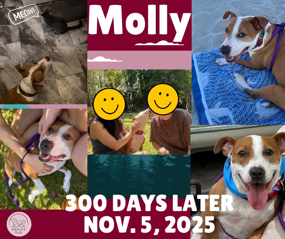 Enlarge Molly: sponsored adoption fee, a Adoptable mixed breed in Conway, SC image 5/5
