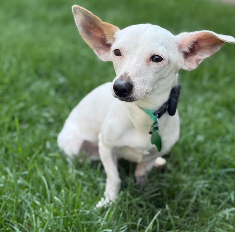 Enlarge Blippi, an adoptable Chihuahua in Itasca, IL image 2/4